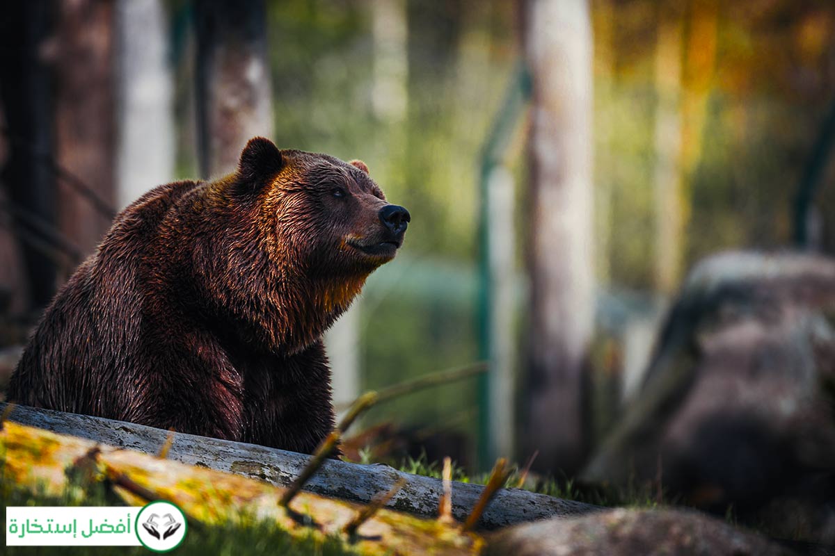 Dreams About Bears Meaning: What Do Dreams About Bears Mean?