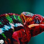 Dream Interpretation of Chameleon In Islam