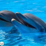 Dream Interpretation of Dolphin In Islam