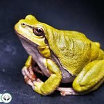 Dream Interpretation of Frogs In Islam