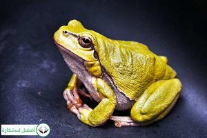 Dream Interpretation of Frogs In Islam