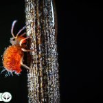 Dream Interpretation of Lice In Islam