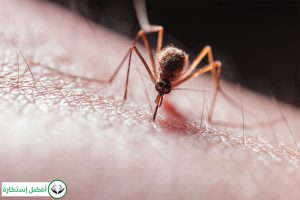 Dream Interpretation of Mosquito In Islam