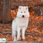Dream Interpretation of Wolf In Islam
