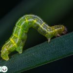 Dream Interpretation of Worm In Islam