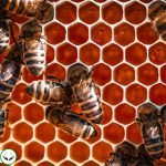 Dream Interpretation of wasps In Islam