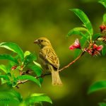 Dream Interpretation of Birds In Islam