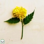 Dream Interpretation of Flower In Islam
