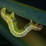 Dream Interpretation of Pulling Worms Out of Skin In Islam