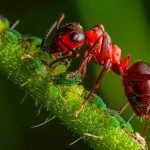 Dream Interpretation of Red Ants In Islam
