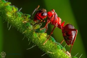 Dream Interpretation of Red Ants In Islam