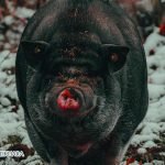 Dream Interpretation of Ugly Pigs In Islam