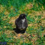 Dream Interpretation of Black Chicks In Islam