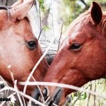 Dream Interpretation of Horse Mating In Islam