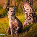 Dream Interpretation of Hyenas in Islam