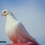 Dream Interpretation of Pigeon In Islam