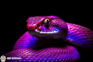 Dream Interpretation of Purple Snake In Islam