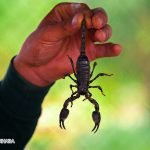 Dream Interpretation of Scorpion In Islam