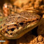 Dream Interpretation of Snake Meat In Islam