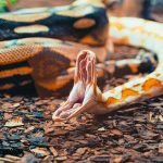 Dream Interpretation of Snakes Attacking In Islam
