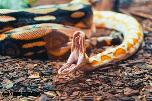 Dream Interpretation of Snakes Attacking In Islam