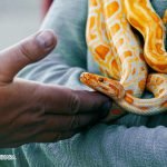 Dream Interpretation of lots of snakes In Islam
