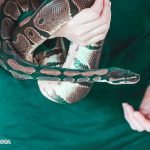 Dream Interpretation of the Snake Eating Human In Islam