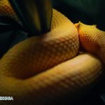 Dream Interpretation of yellow and white snake In Islam