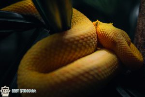 Dream Interpretation of yellow and white snake In Islam