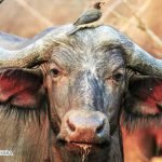 Dream Interpretation of Buffalo in Islam