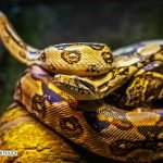 Dream Interpretation of Colorful Snake In Islam