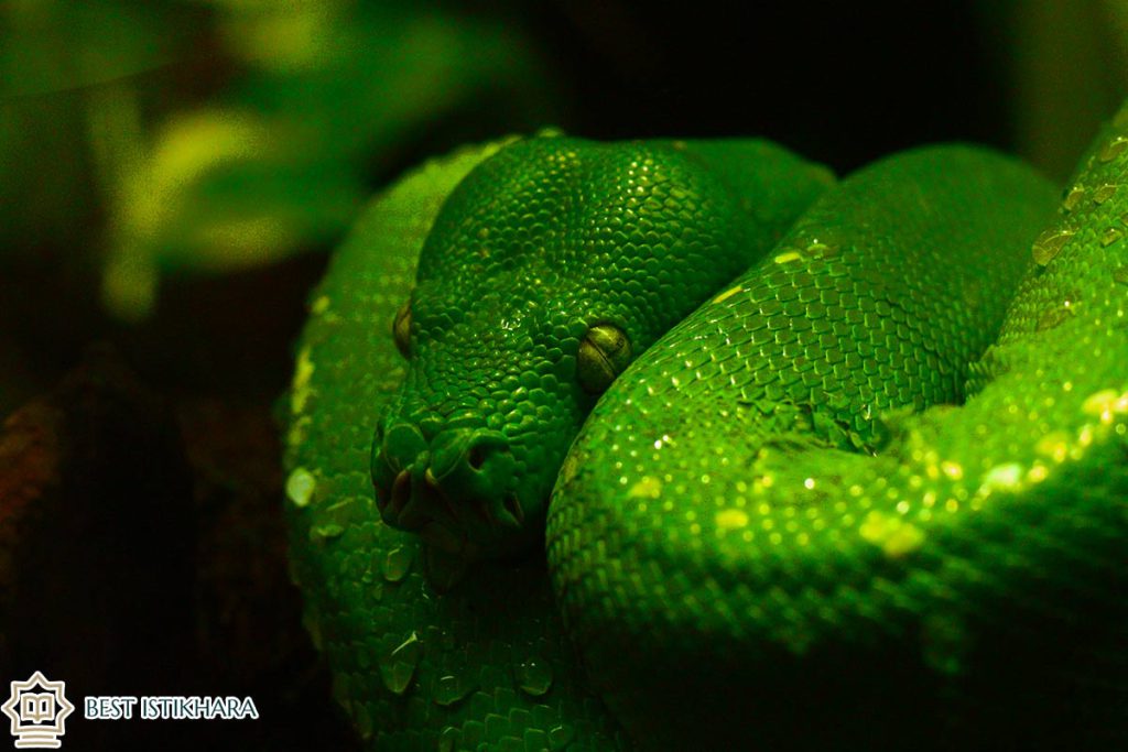Dream Interpretation of Green Snake in Islam
