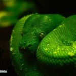 Dream Interpretation of Green Snake In Islam