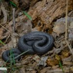 Dream Interpretation of Killing Snakes In Islam