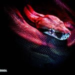 Dream Interpretation of Red Snake In Islam