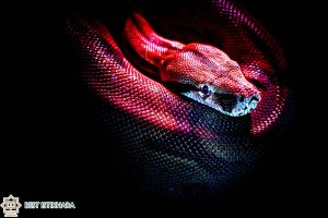 Dream Interpretation of Red Snake In Islam
