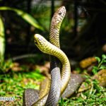 Dream Interpretation of Two Snakes In Islam