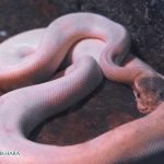 Dream Interpretation of White Snake In Islam