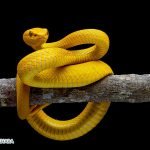 Dream Interpretation of Yellow Snake In Islam