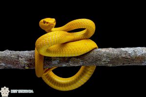 Dream Interpretation of Yellow Snake In Islam