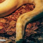 Dream Interpretation of big snake python In Islam