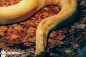 Dream Interpretation of big snake python In Islam