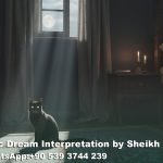 Dream Interpretation of Seeing Black Cat in Islam