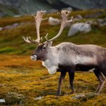 Hunting and Eating Caribou (Reindeer) Meat is Halal?