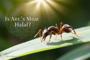 Is Ant's Meat Halal?