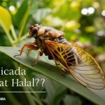 Is Cicada Meat Halal?