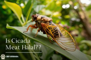 Is Cicada Meat Halal?