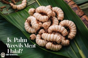 Is Palm Weevils Meat Halal?