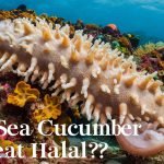 Is Sea Cucumber Meat Halal?