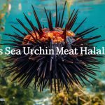 Is Sea Urchin Meat Halal?